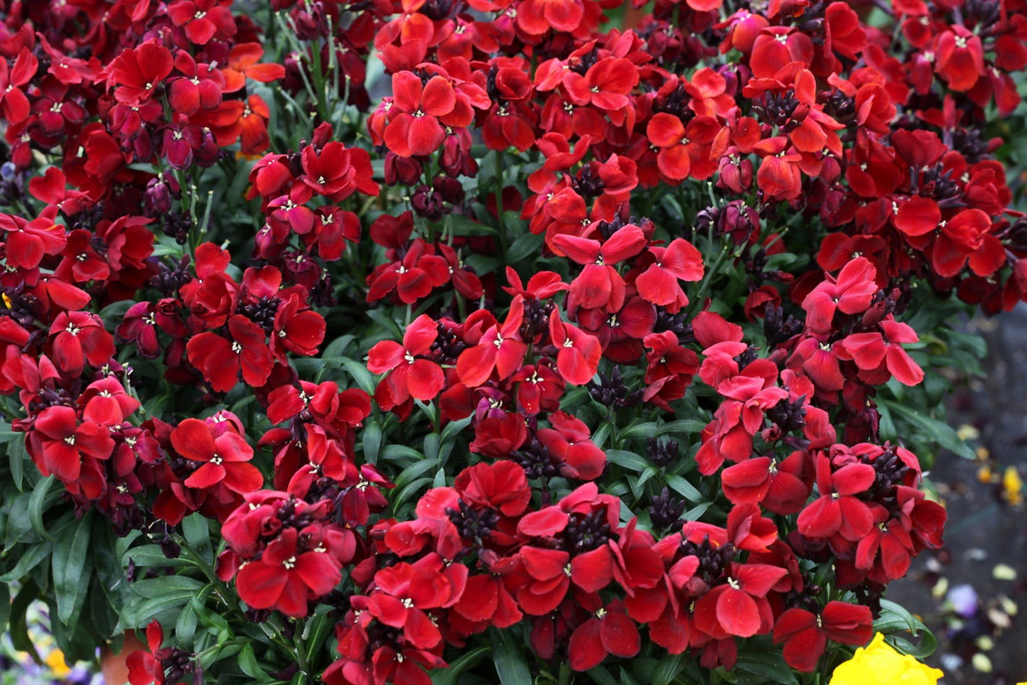Wallflower Sugar Rush Red Seeds