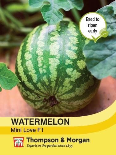 Thompson & Morgan Watermelon Mini Love F1 Hybrid 4 seed