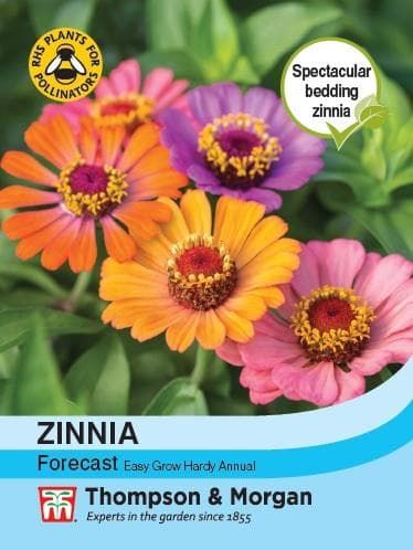 Thompson & Morgan Zinnia Forecast 40 seed