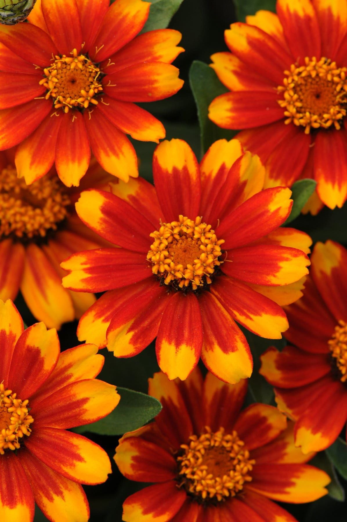 Zinnia Zahara Sunburst Seeds