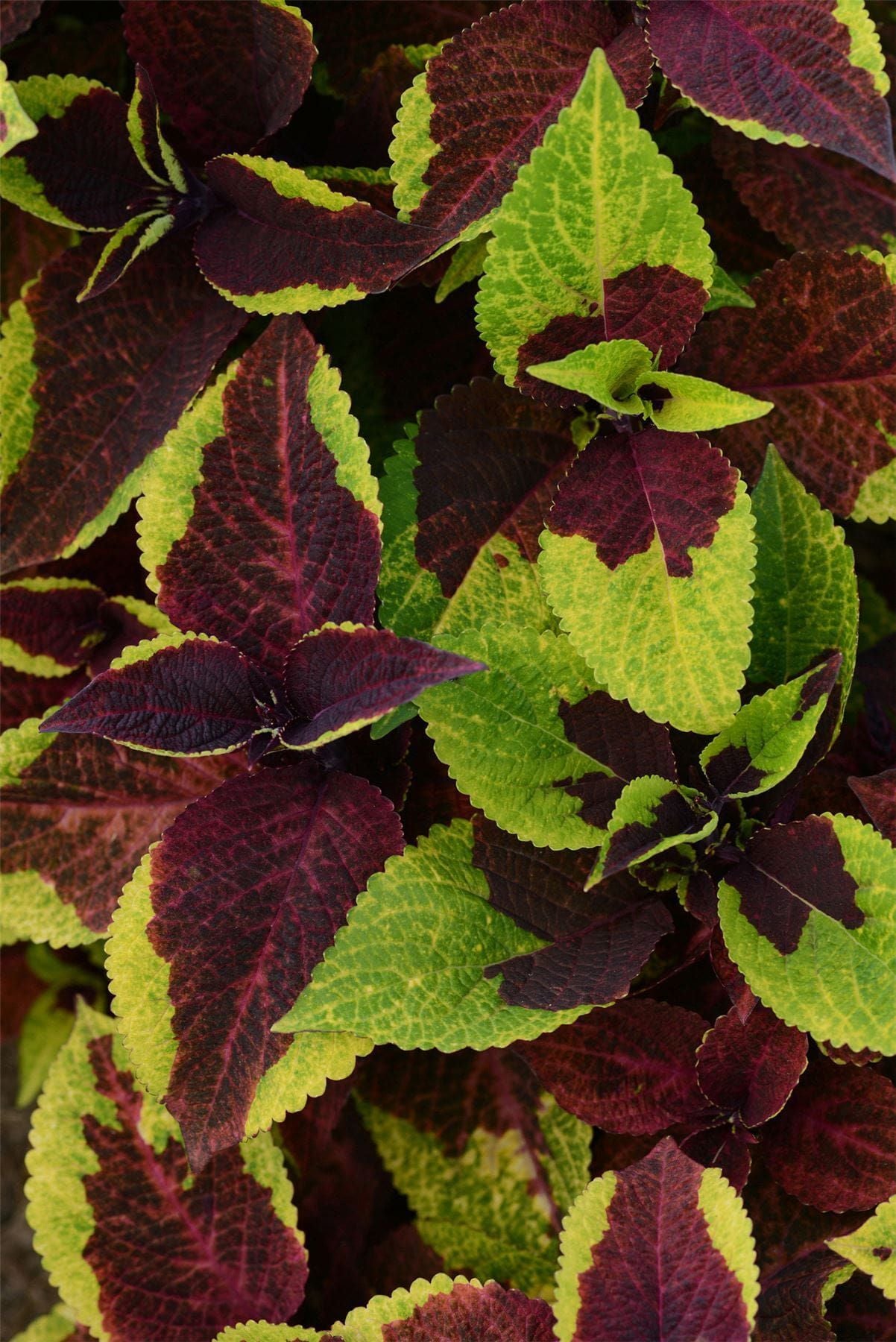 Coleus Pineapple Surprise Seeds