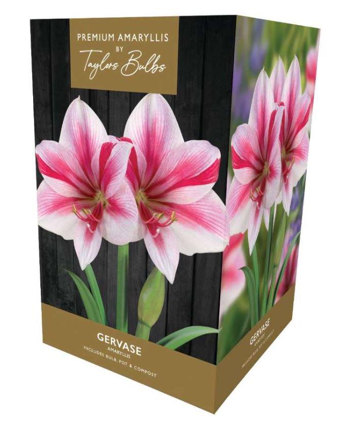 Taylors Amaryllis Bulb Gift Pack Gervase - Pink and White