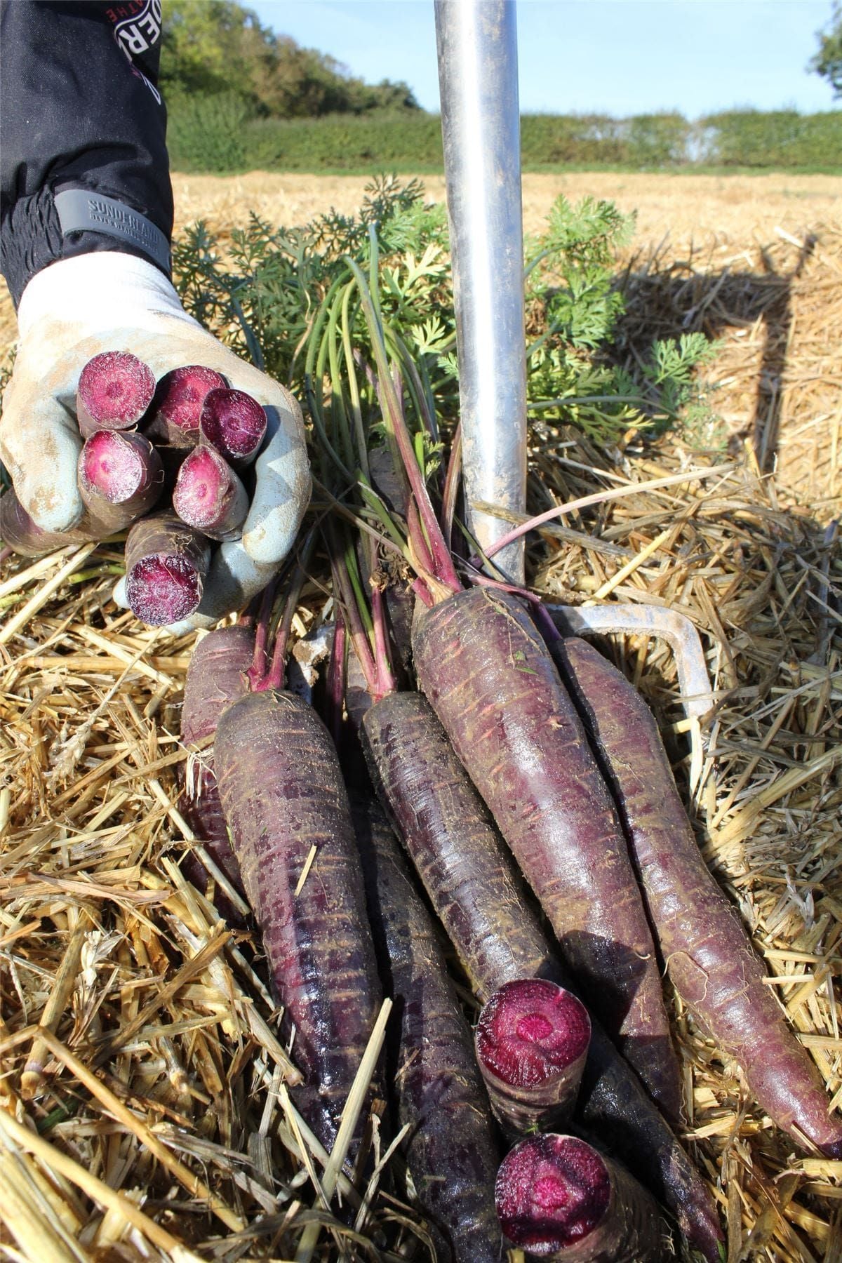 Carrot Purple Sun F1 Hybrid Seeds