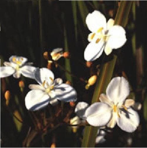 Libertia Peregrinans Gold Stripe Seeds