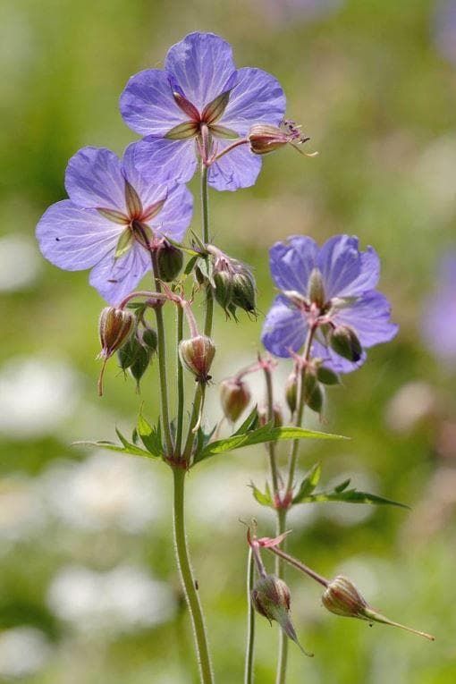 cranesbill geranium seeds for sale Wildflower Meadow Cranesbill Geranium pratense Seeds – JustSeed