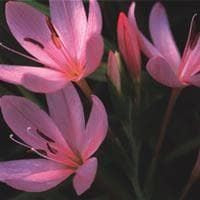 Schizostylis Kaffir Lily Seeds