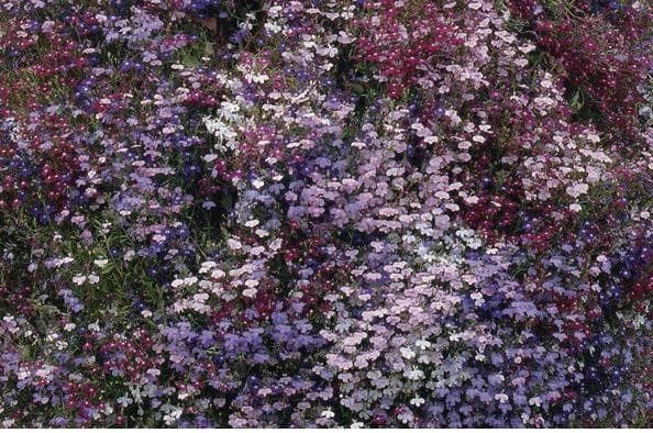 Lobelia Fountain Mix - Pelleted Seed Seeds