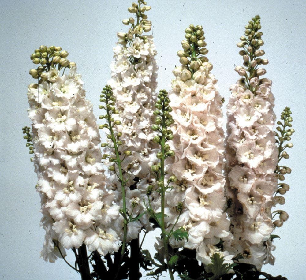 Delphinium Magic Fountains Pure White Seeds