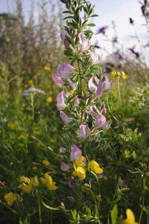 Wild Flower Spiny Restharrow Ononis spinosa Seeds