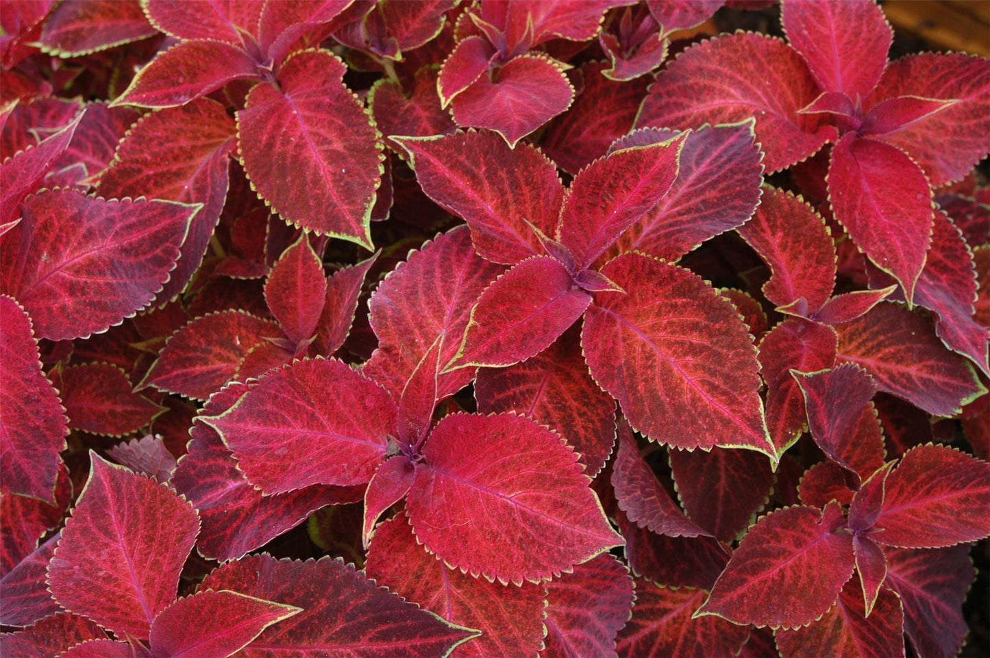 Coleus Wizard Velvet Red Seeds