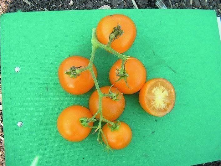 Organic Tomato Yellow Perfection Seeds