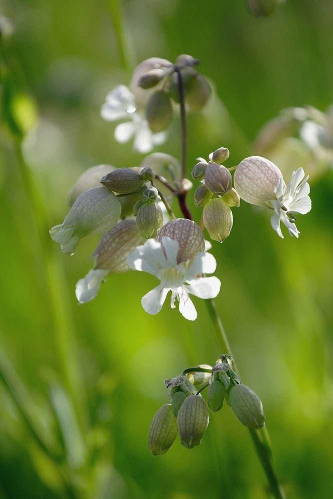 Wild Flower Bladder Campion Silene vulgaris Seeds