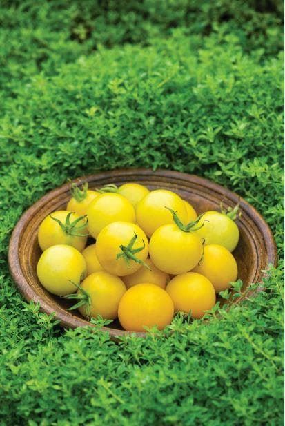 Tomato Honey Delight F1 Hybrid Seeds