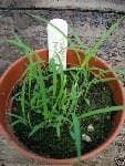 Lemon Grass Seeds - Cymbopogon flexuosus