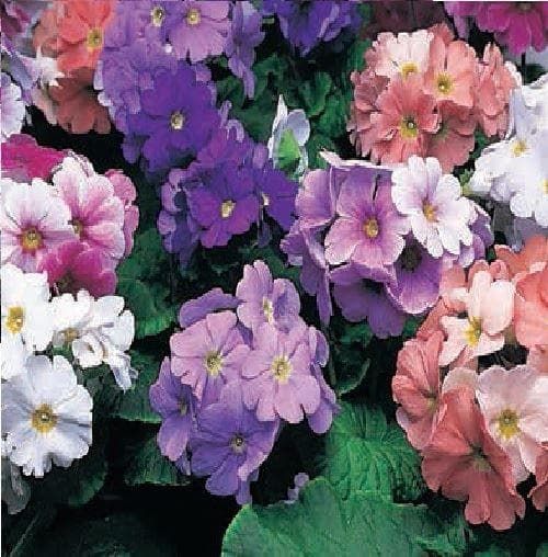 Primula obconica Libre Mix Seeds