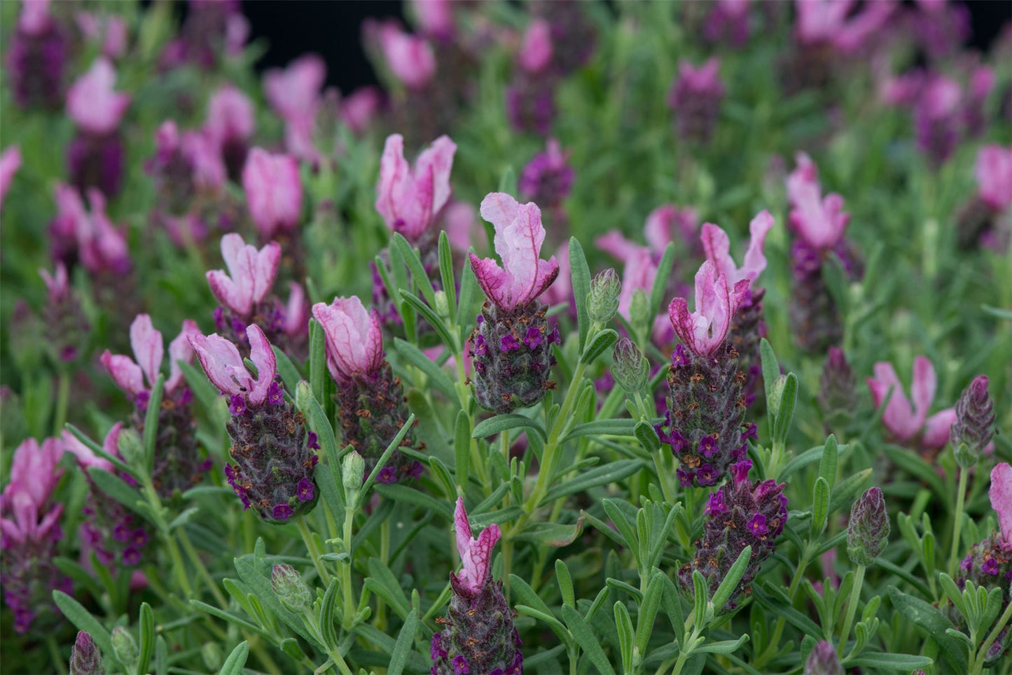 Lavender Bandera Deep Rose Seeds