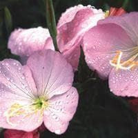 Oenothera Evening Primrose Copper Canyon Seeds