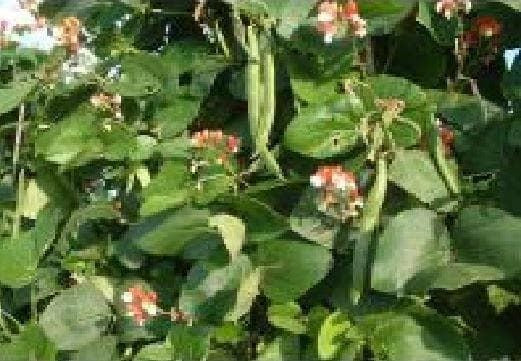 Runner Bean St George Seeds