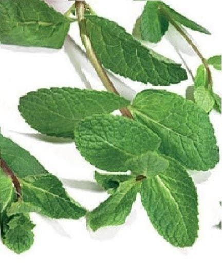 Green Mint Mentha viridis Seeds