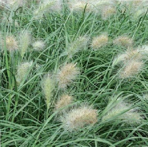 Feathertop - Pennisetum villosum Seeds