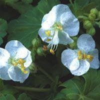 Geranium macrorrhizum Snow Sprite Seeds
