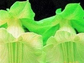 Cobaea scandens White Seeds - Reduced due to short life