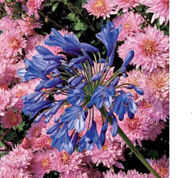 Agapanthus umbellatus Blue Seeds