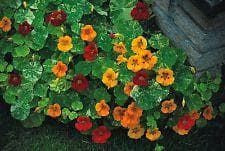Nasturtium Tom Thumb Alaska Mix Seeds