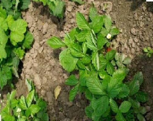 Alpine Strawberry Ali Baba Seeds