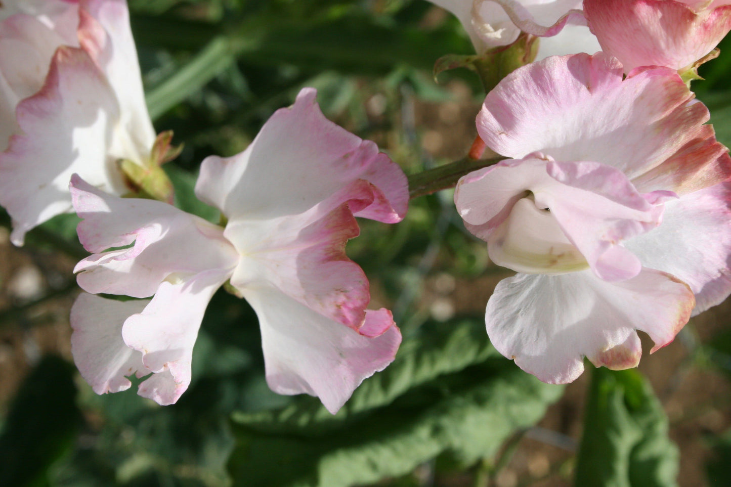 Sweet Pea Anniversary Seeds