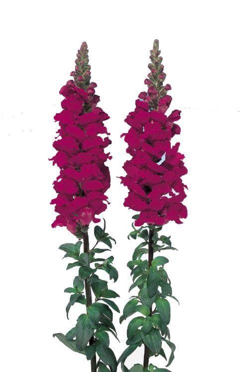 Antirrhinum Admiral Crimson F1 Hybrid Seeds