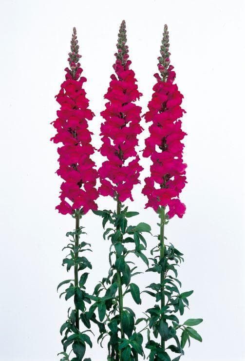 Antirrhinum Admiral Purple F1 Hybrid Seeds