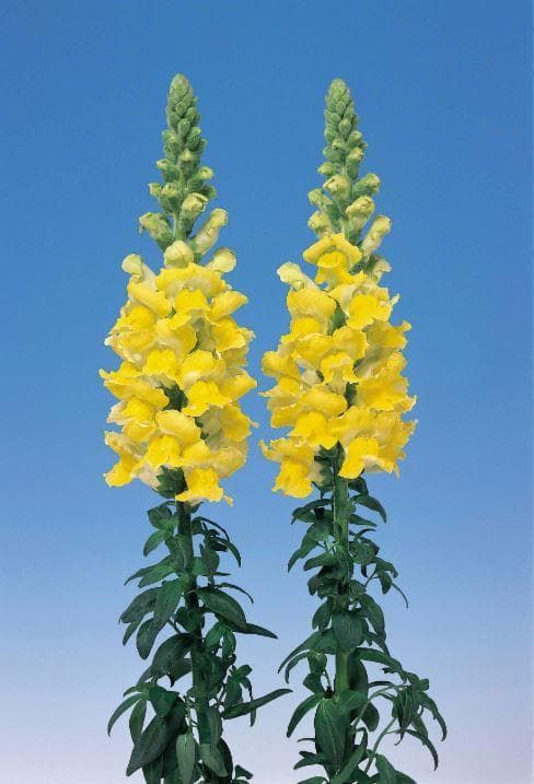 Antirrhinum Admiral Yellow F1 Hybrid Seeds