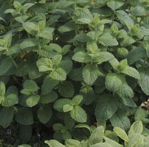 Herb Apple Mint Mentha suaveolens Seeds
