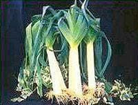 Exhibition Vegetable Robinsons Mammoth Blanch Leek 100 Seeds