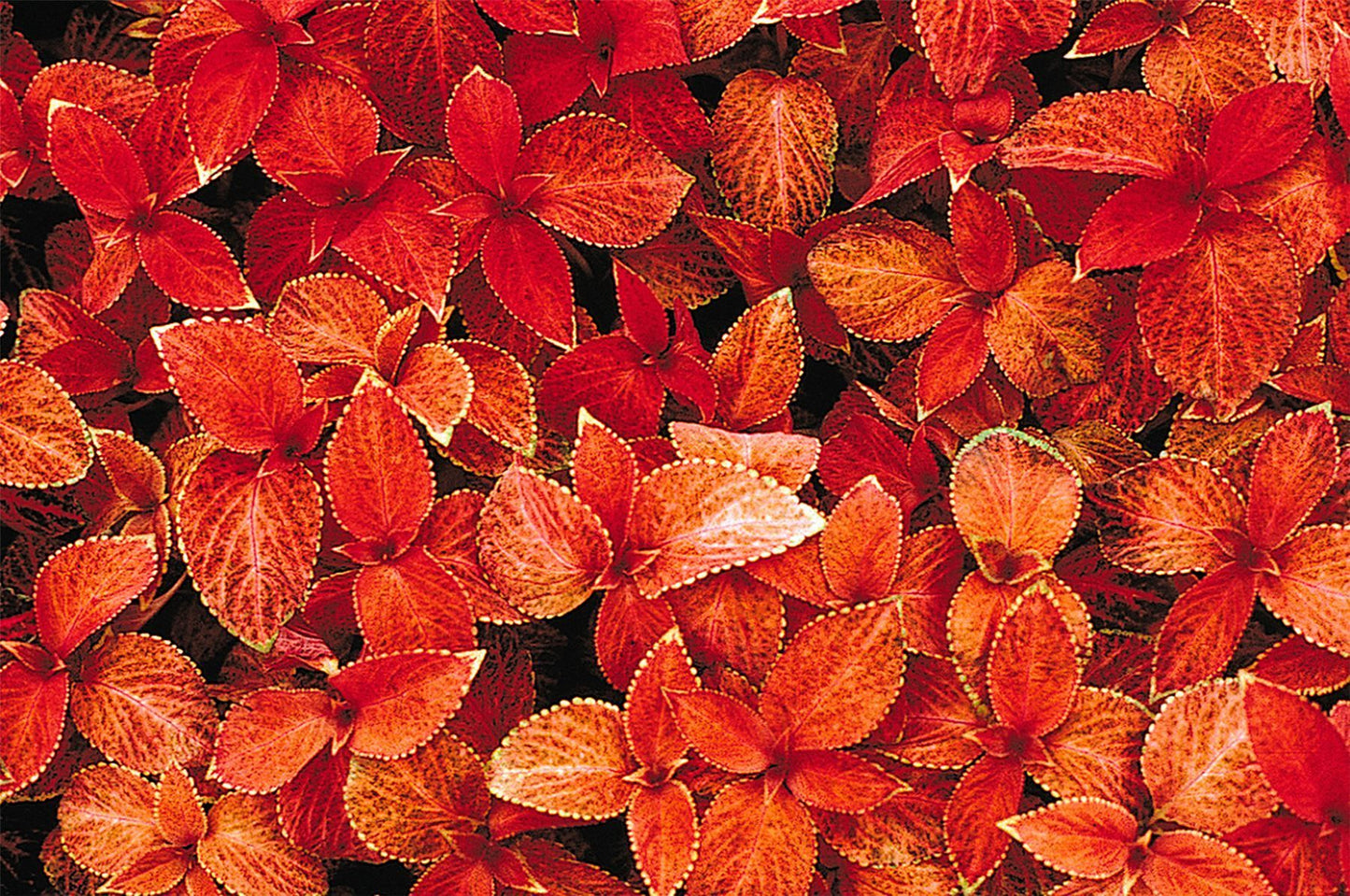 Coleus Wizard Sunset Seeds