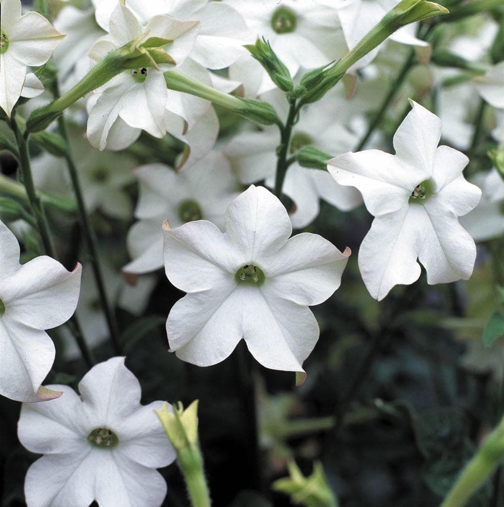 Nicotiana Perfume F1 Hybrid White Seeds – JustSeed - Main Image