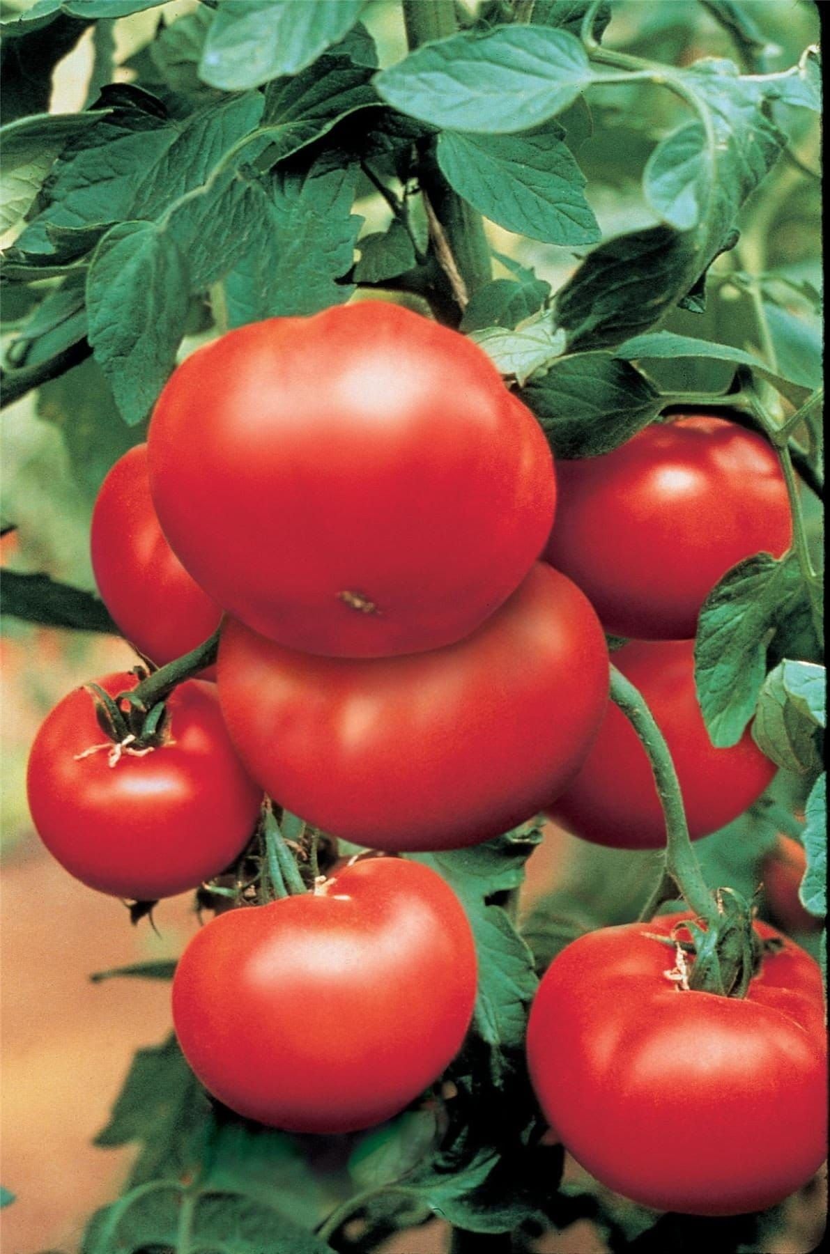 Tomato Bush Steak F1 Hybrid Seeds
