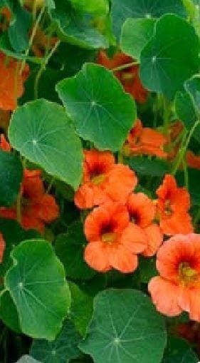 Nasturtium Salmon Baby Seeds