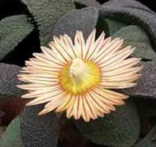 Cactus Aloinopsis Rubrolineata Seeds