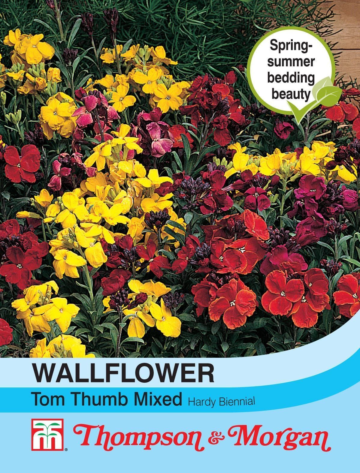 Thompson & Morgan Wallflower Tom Thumb 200 Seed