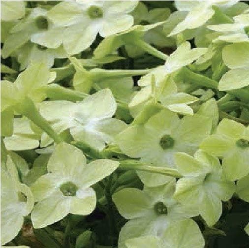 Nicotiana Cuba F1 Hybrid Deep Lime Seeds