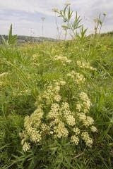 Wild Flower PepperSaxifrage Silaum silaus Seeds