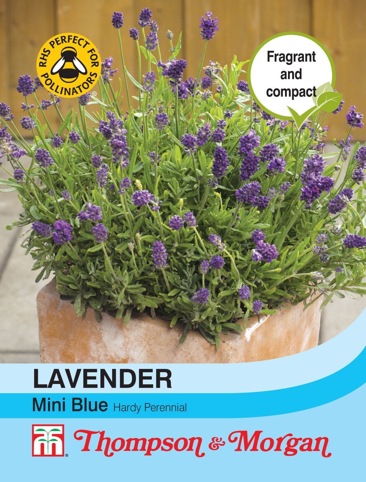 Thompson & Morgan Flowers Lavender Mini Blue 20 Seed