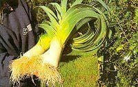 Exhibition Vegetable Robinsons Mammoth Pot Leek 100 Seeds