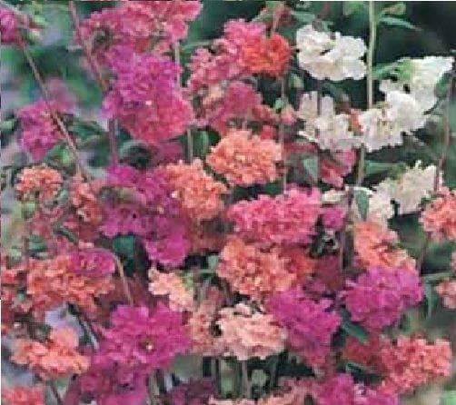Mr Fothergills Clarkia Choice Double Mixed 1500 Seeds