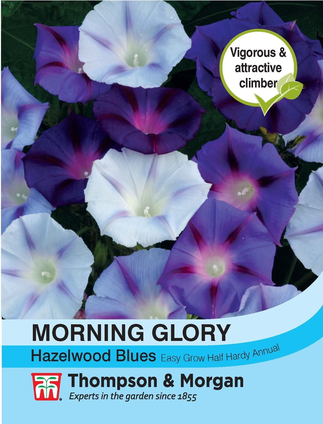 Thompson & Morgan - Flower - Morning Glory - Hazelwood Blues - 35 Seeds