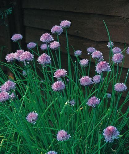 Chives Medium Leaved - Allium schoenoprasum Seeds