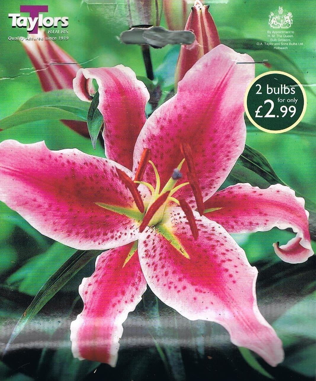 Taylors Oriental Lily Joop 2 Tuber