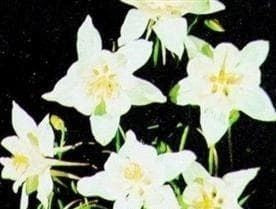 Aquilegia White Star Seeds